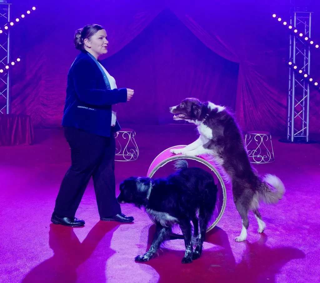 Deux chiens participent à un numéro avec un cerceau sur la piste.